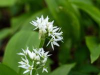 Bärlauchblüten Dolden